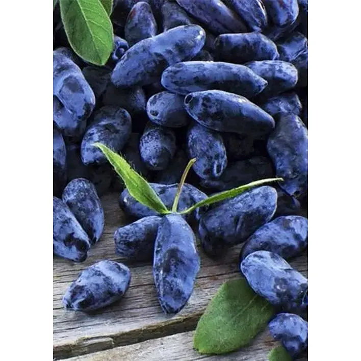 Саджанець Agro-Market Жимолость Вітамінна (ранній термін дозрівання, має високу стійкість до захворювань) 1 шт. в упаковці (19928) - фото 5