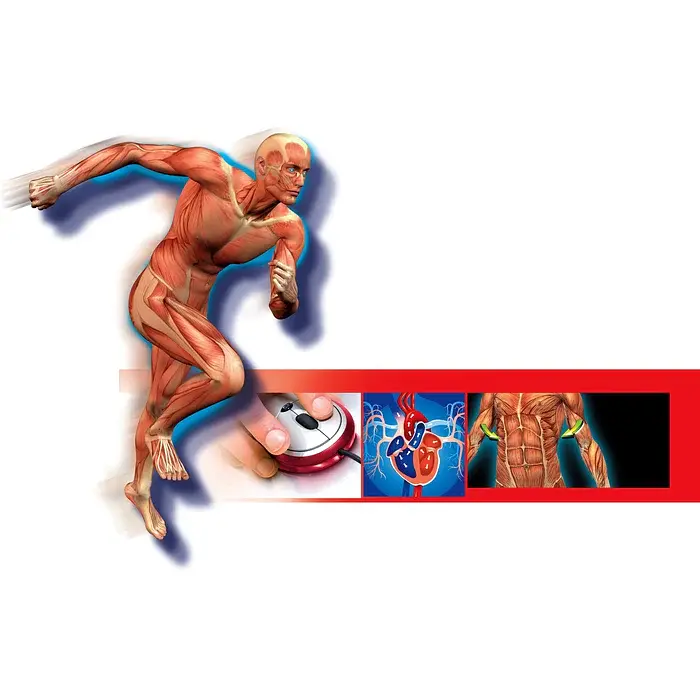 Научный набор Тело человека - Clementoni 60249 - фото 4