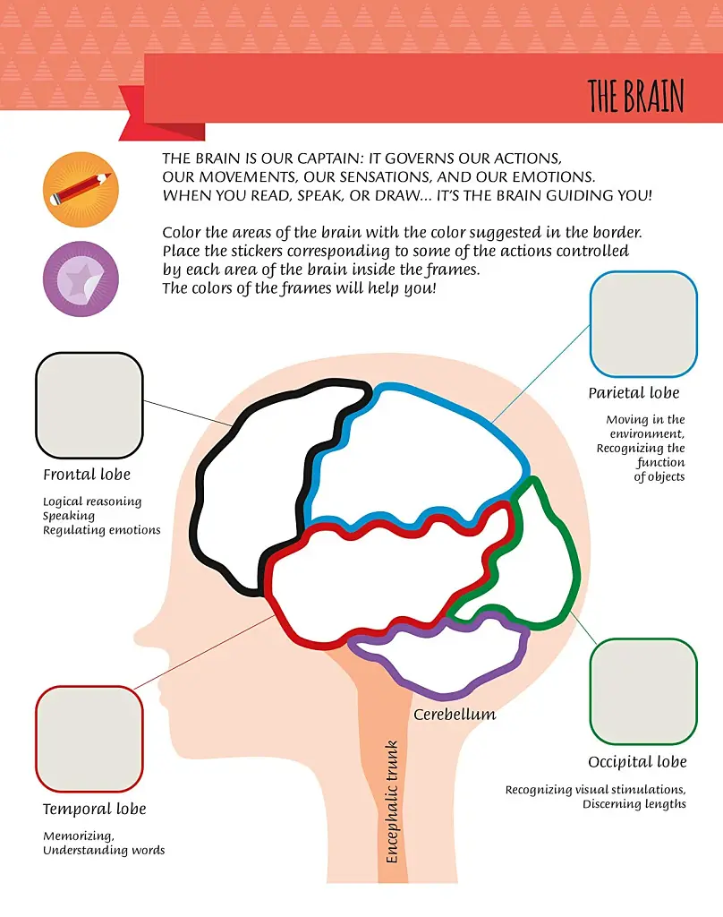 My First Book of the Human Body: Montessori Activity Book - фото 7