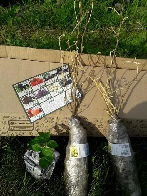 Саженец Agro-Market Фундук Барселонский (перекрестное опыление, сажать по 2 шт.) 1 шт. в упаковке (44829) - фото 7