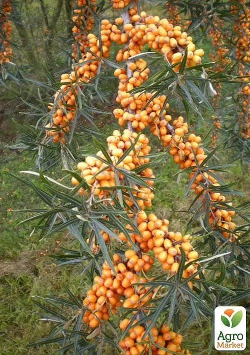 Саджанець Agro-Market Обліпиха 2-річна Hergo вкорінена в контейнері (жіночий сорт) 1 шт. в пакуванні (183346) - фото 2
