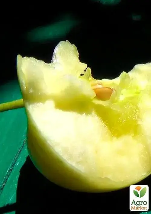 Саженец Agro-Market Яблоня Белый налив (летний сорт, ранний срок созревания) 1 шт. в упаковке (17583) - фото 3