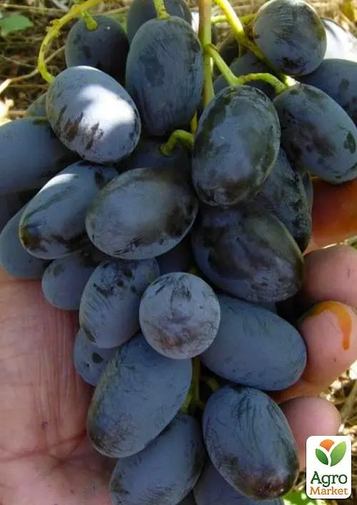 Саджанець Agro-Market Виноград Алвіка (велика соковита ягода, гроно більше 1000 гр, ранньо-середній) (51200) 1 шт. в пакуванні - фото 2