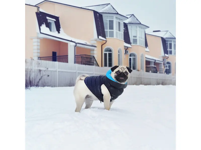 Курточка для животных Airy Vest двусторонняя L 55 чёрно-голубая (1635) - фото 2