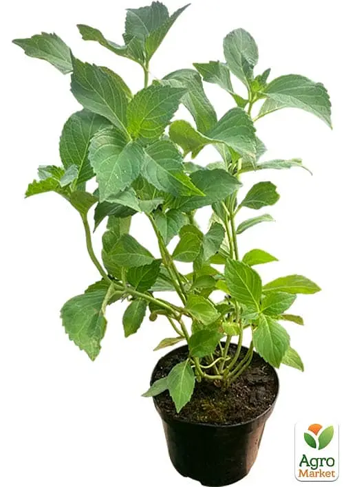 Саженец Agro-Market Гортензия крупнолистая 2-х летняя Hornli высота саженца 25-45см (181524) - фото 2