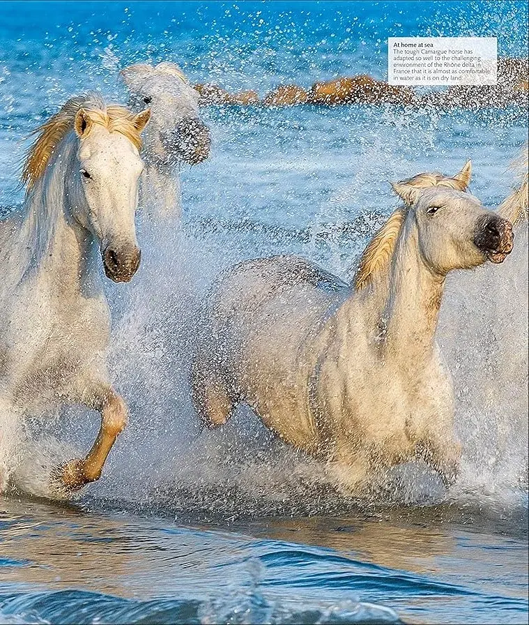 The Horse Encyclopedia (new edition) - фото 8