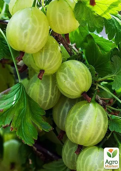 Штамбовий аґрус Agro-Market "Мукуринес" (Mukurines) (пізній термін дозрівання) (45692) 1 саджанець в упаковці - фото 2