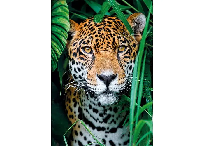 Пазл Clementoni High Quality Collection: Схованка в джунглях (High Quality Collection - Jaguar in the Jungle Puzzle - 500 pcs.), 500 ел. (35541) - фото 2