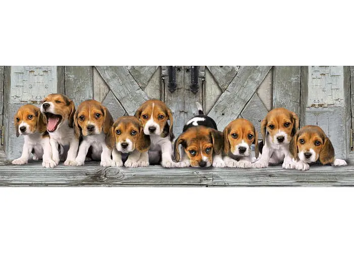 Пазл Clementoni High Quality Collection: Біглі (High Quality Collection - Beagles Panorama Puzzle - 1000 pcs.), 1000 ел. (панорама) (39869) - фото 2