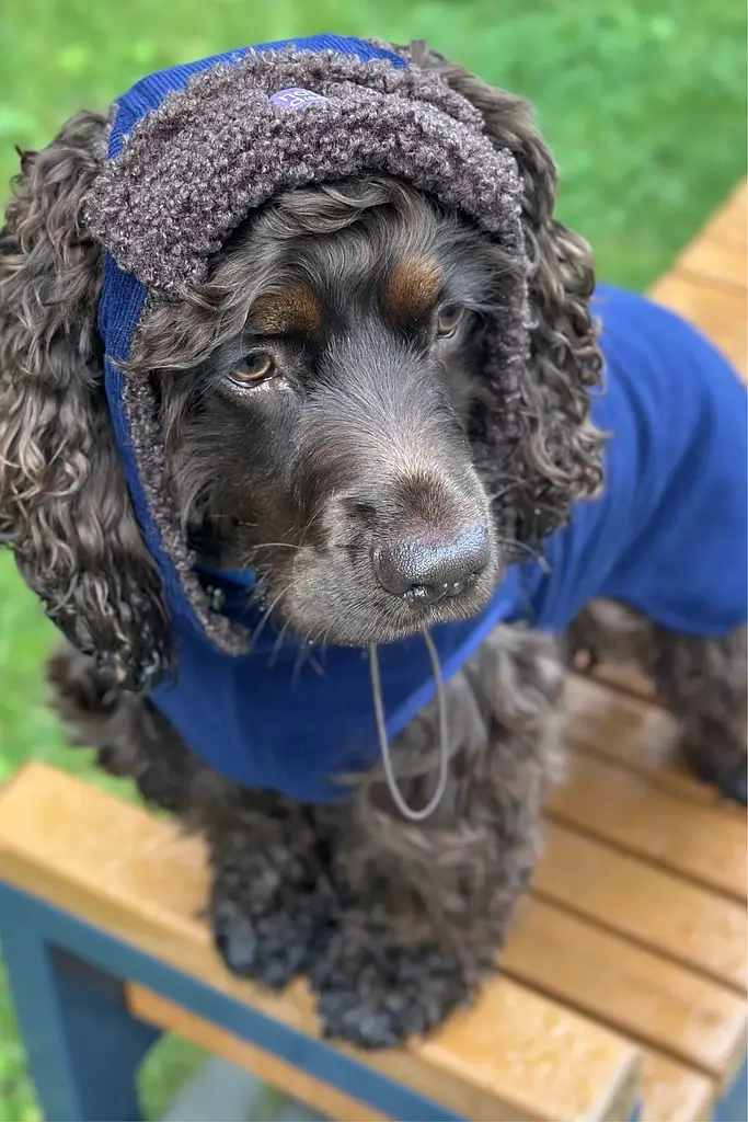 Шапка-вушанка для собак Hat-Dog Какао (L) - фото 2