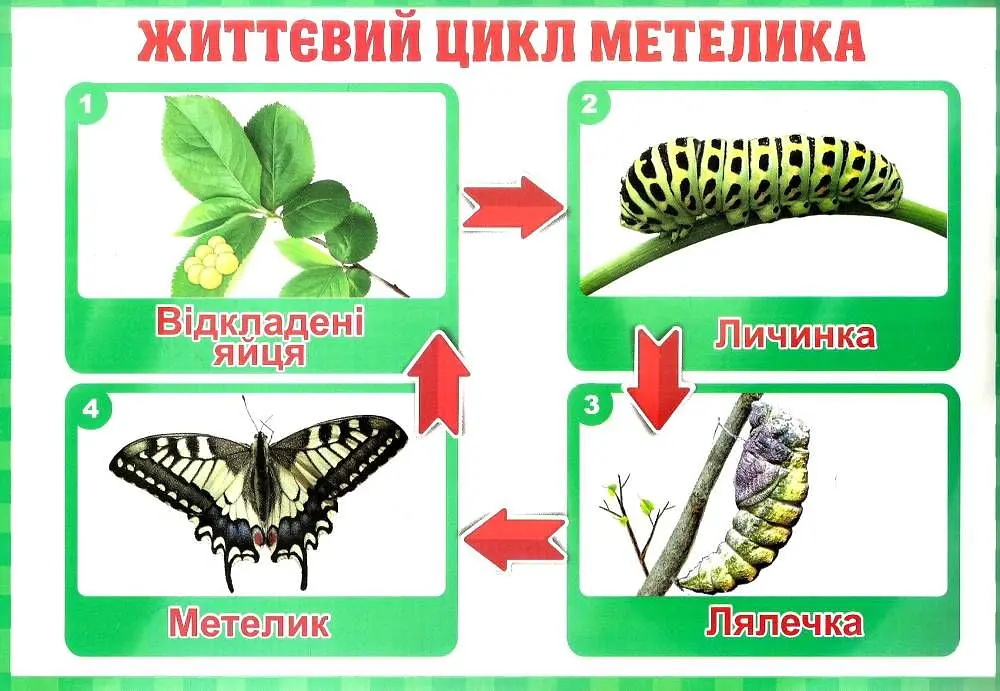 Тека вчителя. Зміни. 2 клас - - фото 3