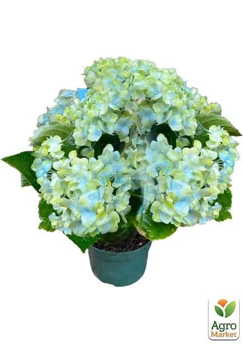 Саженец Agro-Market LMTD Гортензия крупнолистая цветущая 3-х летняя Magical Revolution Blue (30-40см) (62419) - фото 2