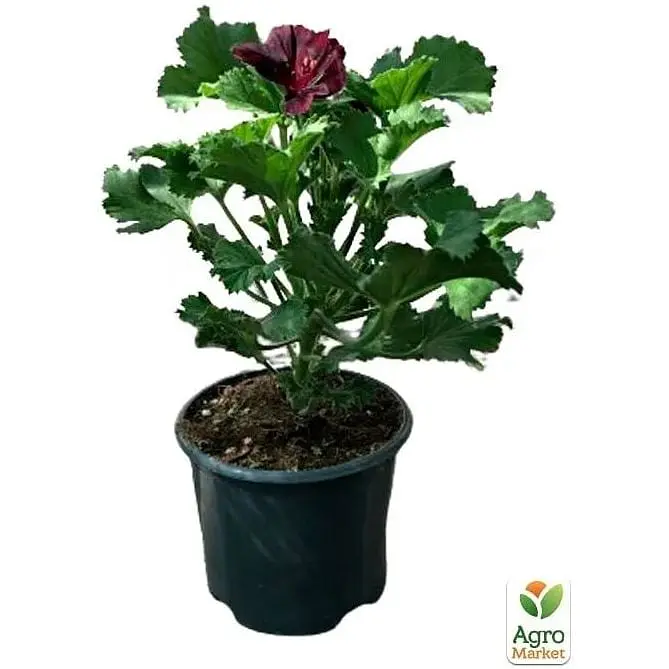 Саженец Agro-Market Пеларгония Королевская Aristo Black Velvet (контейнер №10 высота 10-20 см) (49109) 1 шт. в упаковке - фото 2