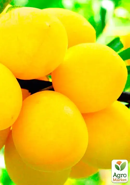 Саженец Agro-Market Слива Белая медовая (летний сорт, ранний срок созревания) 1 шт. в упаковке (17580) - фото 2