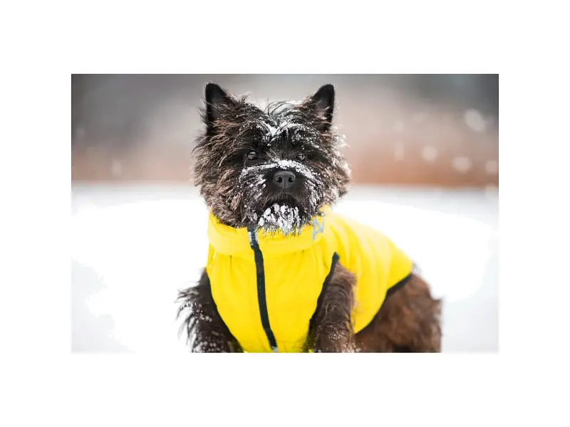 Курточка для животных Collar AiryVest "Colors of freedom" XS 25 (4440-4020) - фото 2