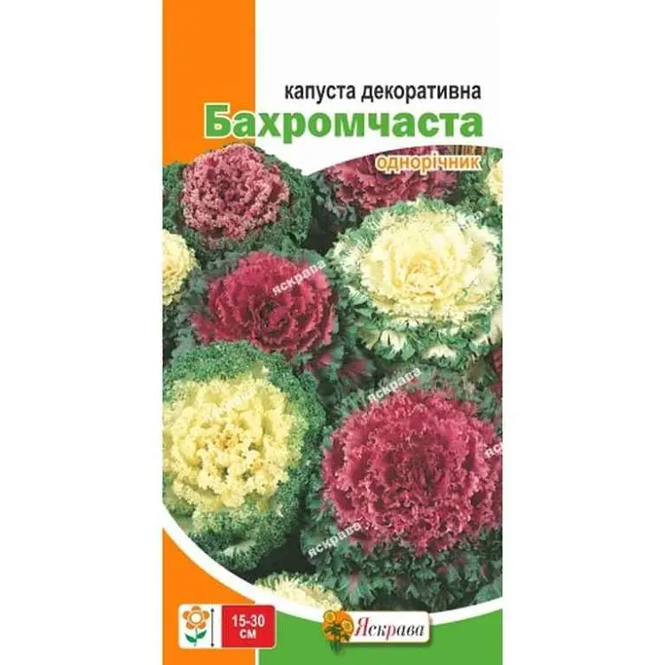 Капуста Декоративна ЯСКРАВА декоративна Бахромчаста (20 пачок) 0,2г