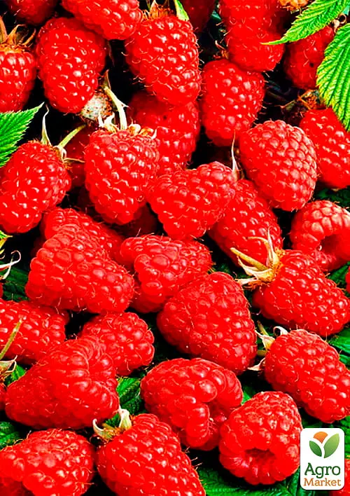Малина Agro-Market "Maravilla" (ремонтантій високоврожайний сорт, американської селекції) 1-річний саджанець (189498) 1 шт в упаковці - фото 4