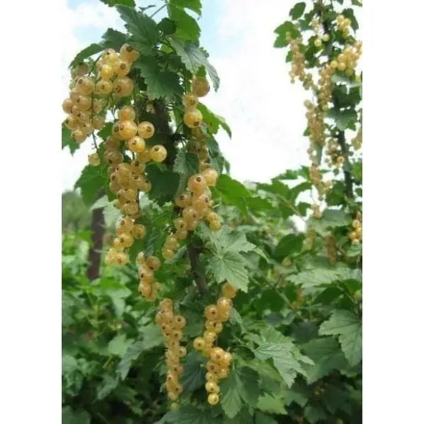 Саженец Agro-Market Смородина желтая Императорская (средне-ранний срок созревания, высокоурожайный сорт) 1 шт. в упаковке (17541) - фото 3