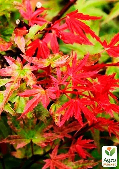 Саджанець Agro-Market Клен віяловий Фенікс (Acer palmatum Phoenix) контейнер P9, 1 шт. в упаковці (50724) - фото 2