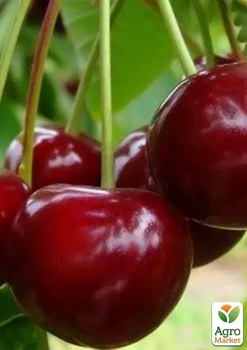 Саджанець Agro-Market Вишня Ерді Великоплідна (літній сорт, середньостиглий термін дозрівання) 1 шт. в упаковці (20935) - фото 2