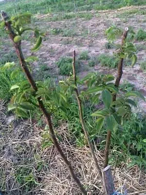 Саженец Agro-Market грецкий орех Идеал (ранний срок созревания) 1 шт. в упаковке (26232) - фото 6