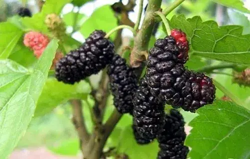 Саджанець Agro-Market Шовковиця Чорна перлина (літній сорт, середній термін дозрівання) 1 шт. в упаковці (24006) - фото 3