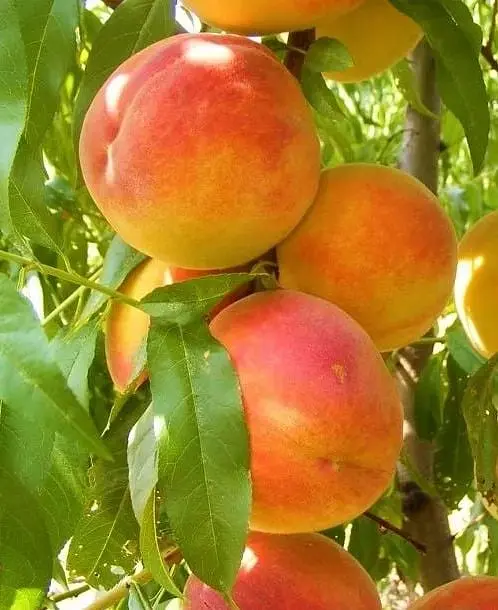Саджанець Agro-Market Персик Улюбленець (літній сорт, среднепозднего терміну дозрівання) (25746) 1 шт. в упаковці - фото 3