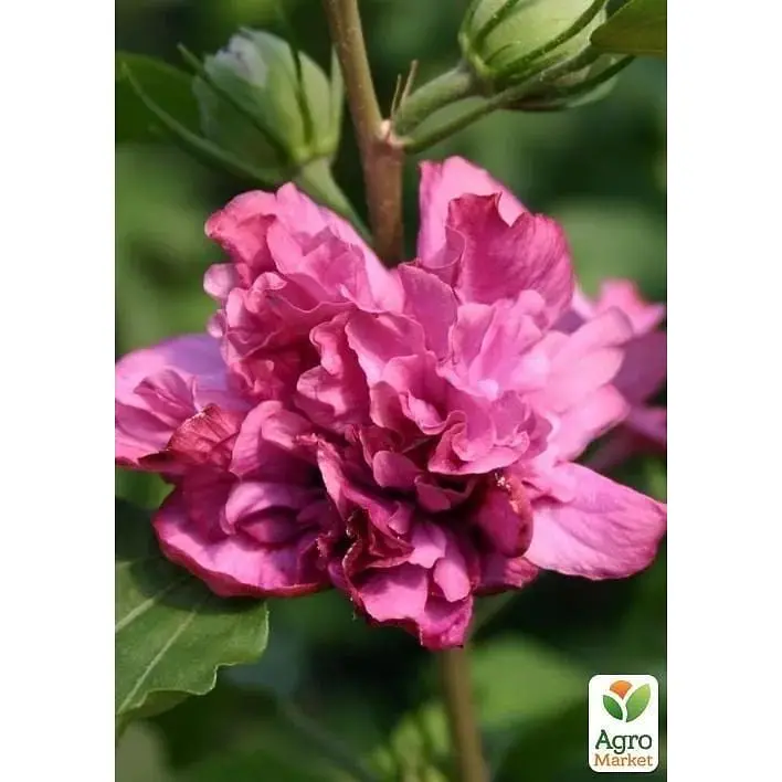 Саджанець Agro-Market Гібіскус деревовидний махровий Duc De Brabant (49885) 1 шт. в упаковці - фото 3