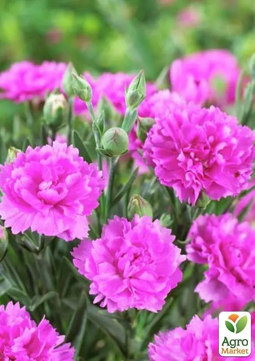 Саджанець Agro-Market Гвоздика Махрова Sunflor Faganza (контейнер № 10, висота 10 см) (51071) - фото 2