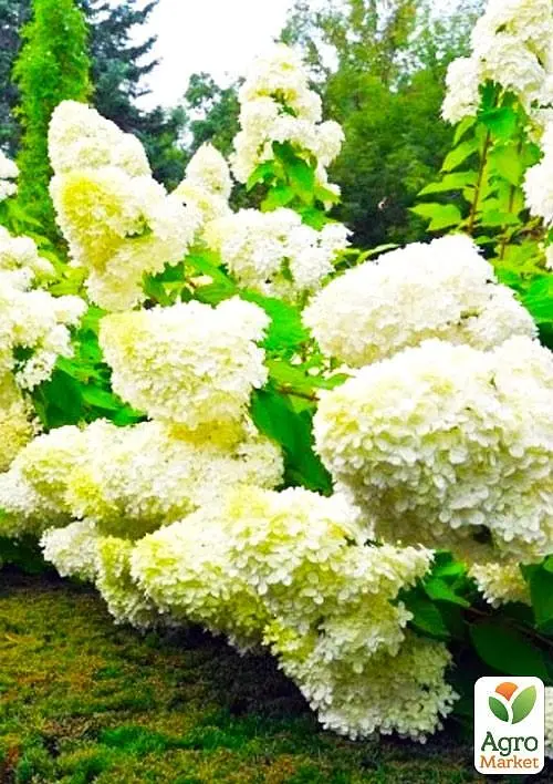 Саджанець Agro-Market Гортензія 2-х літня волотиста Bobo висота саджанця 20-30см (101630) - фото 3