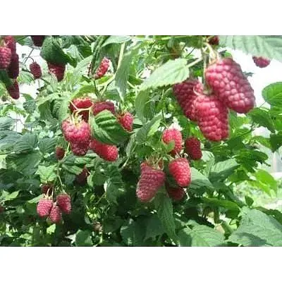 Саженец Agro-Market Малиновое дерево Богатырь 1 шт. в упаковке (37026) - фото 3