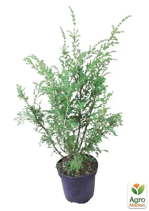 Саджанець Agro-Market Ялівець 3-річний Hibernica С3 висота 40-60 см 1 шт. в упаковці (101937) - фото 3