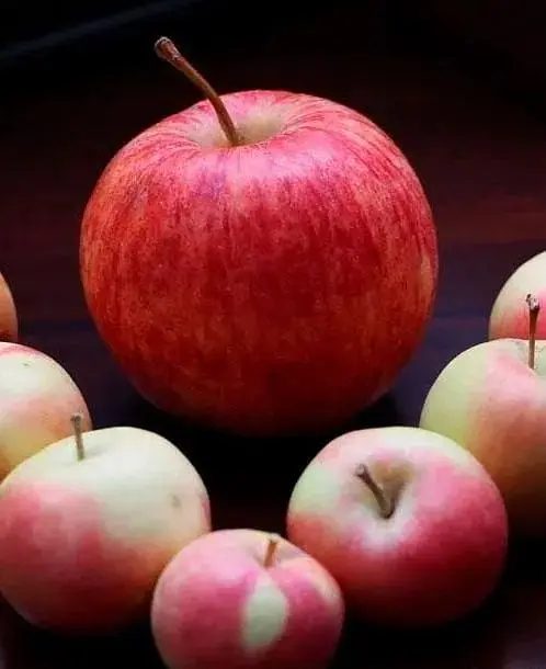 Саджанець Agro-Market Яблуня Целесте (літній сорт пізнього терміну дозрівання) (35432) 1 шт. в упаковці - фото 3