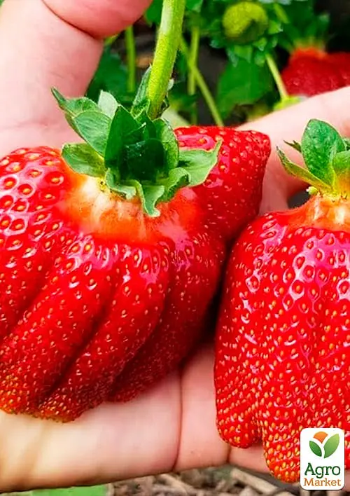 Саджанець Agro-Market Полуниця Богота (Bogota) (пізній термін дозрівання, великоплідний сорт) 5 шт. в пакуванні (44710) - фото 2