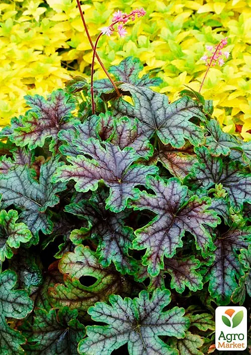 Гейхера (Heuchera) "Tapestry" (48572) 1 саженец - фото 2