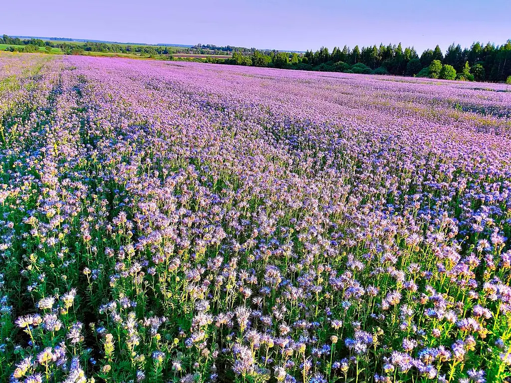 Семена фацелии Насіння країни 1 кг - фото 2