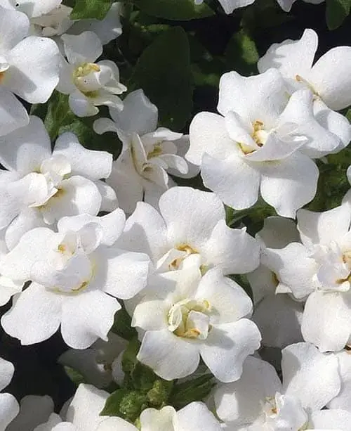 Бакопа Agro-Market Scopia Double White Махровая Ампельная 1 саженец в упаковке - фото 2