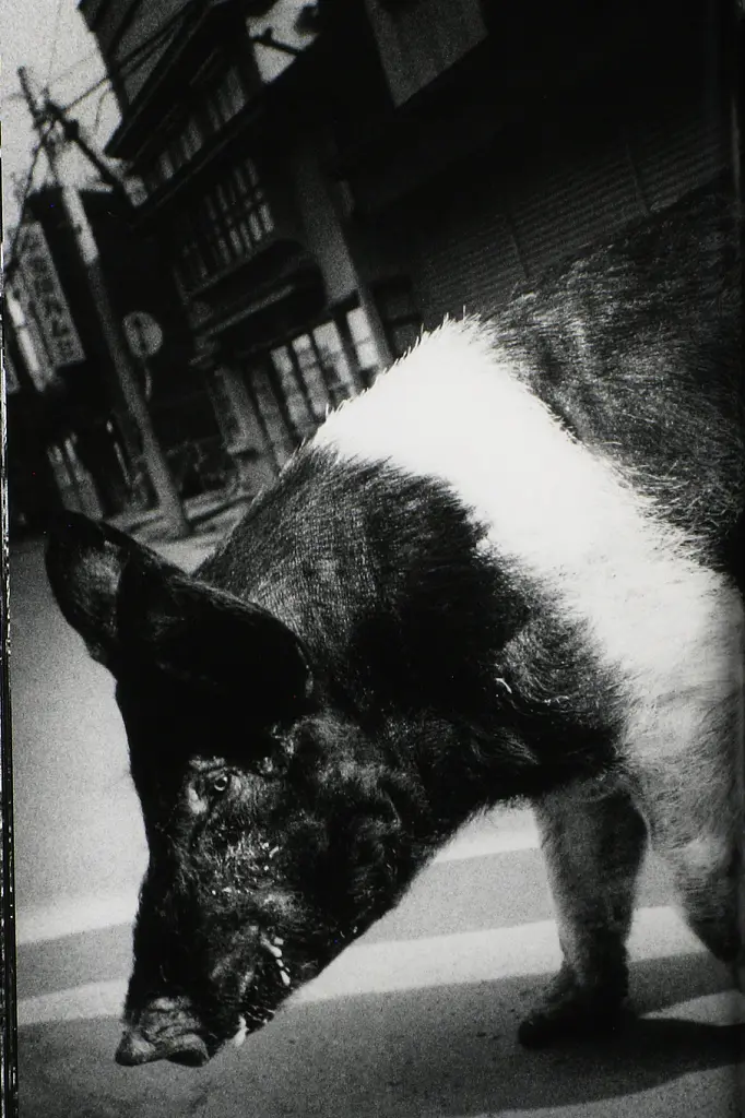 Daido Moriyama. The World through My Eyes - - фото 3