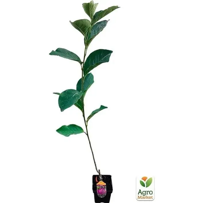 Саженец Agro-Market Магнолия привита 4-летняя гибридная Cleopatra (высота 80-90 см) (182779) 1 шт. в упаковке - фото 2
