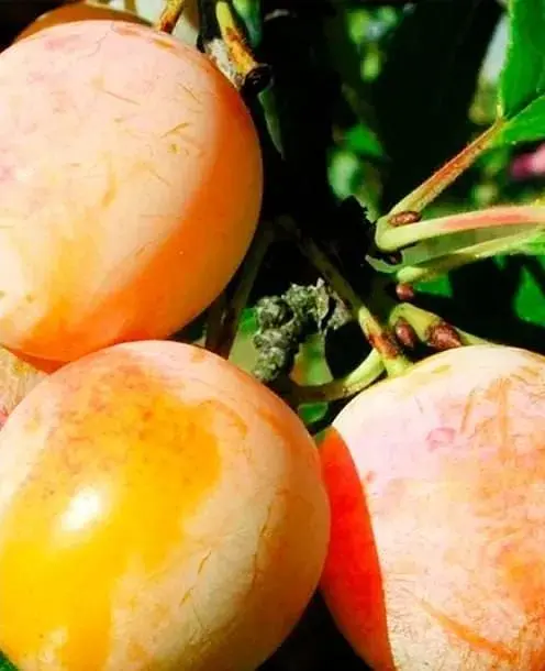 Саджанець Agro-Market Алича Байрон Голд (осінній сорт, пізній термін дозрівання) (39997) 1 шт. в упаковці - фото 2