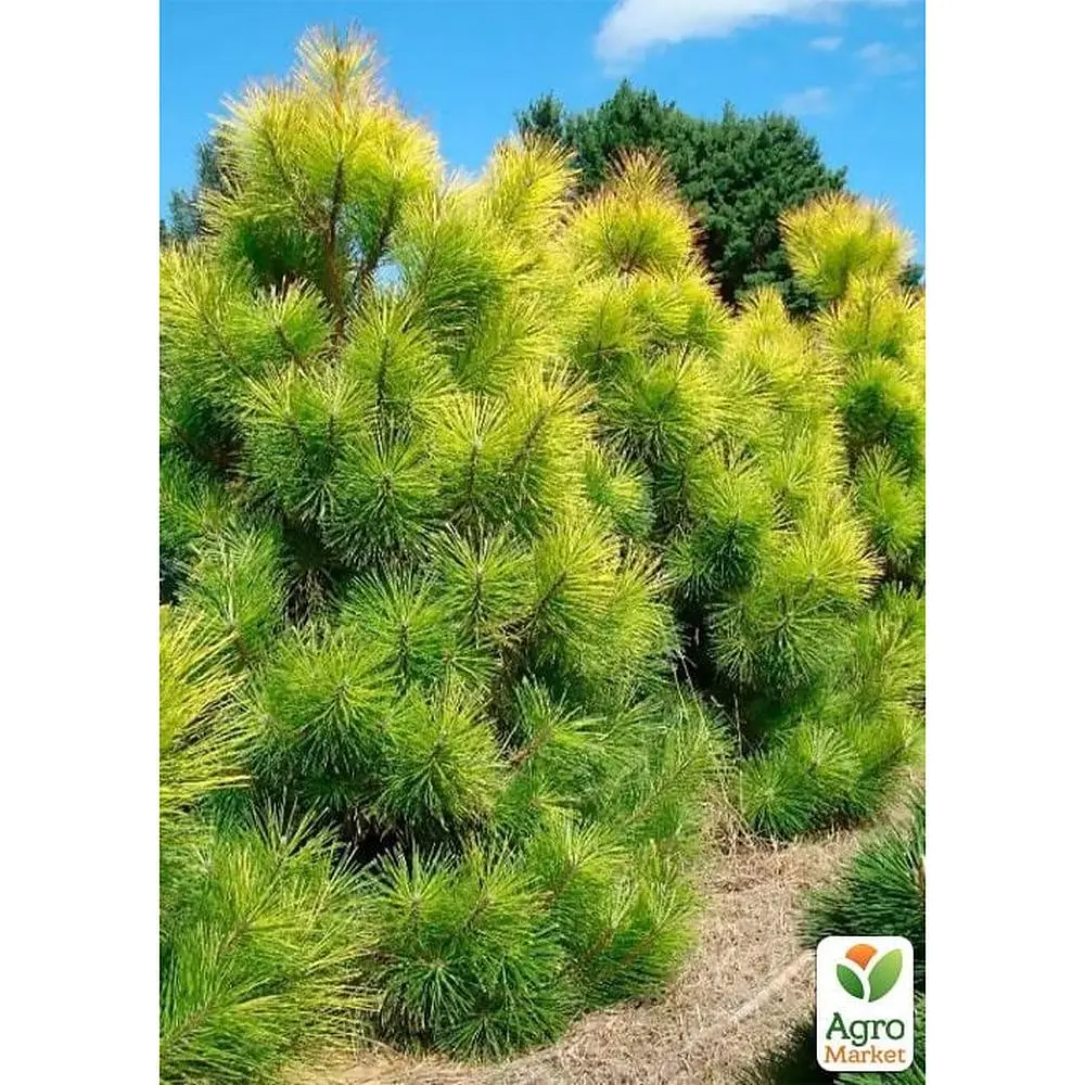Саджанець Agro-Market Сосна Орегонська 4-річна (Рinus ponderosa) С3, висота 60-70 см (115780) - фото 2