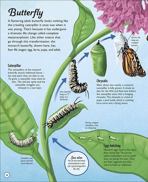 Life Cycles. Everything from Start to Finish - фото 4
