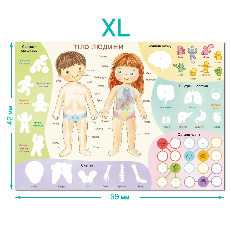 Навчальний постер з наклейками "Тіло людини" DoDo Toys 300901 XL 37 стікерів - фото 4