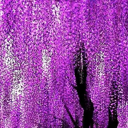 Саджанець Agro-Market Гліцинія фіолетова Фіолетовий захід (Purple sunset) (преміальний рясно квітучий сорт) (45975) - фото 1