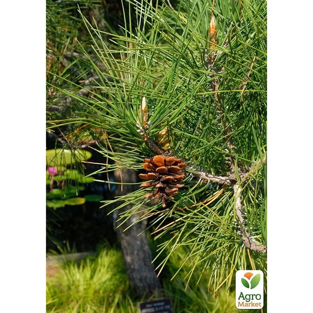 Саженец Agro-Market Сосна Тунберга 3-летняя Pinus Thunbergii С1,5, высота 40-50см (подходит для бонсай) (176349) - фото 4