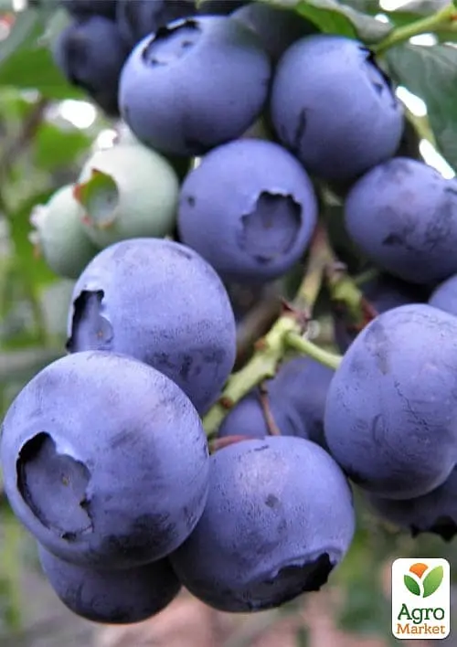 Саджанець Agro-Market Лохина 3-х річна Дюк (Duke) С5 висота 70-90см 1 шт. в пакуванні (182324) - фото 3
