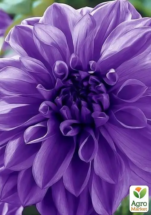 Жоржина "Blue Boy" (49603) 1 шт - фото 4