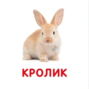 Свійські тварини. Перша книжка малюка - фото 3