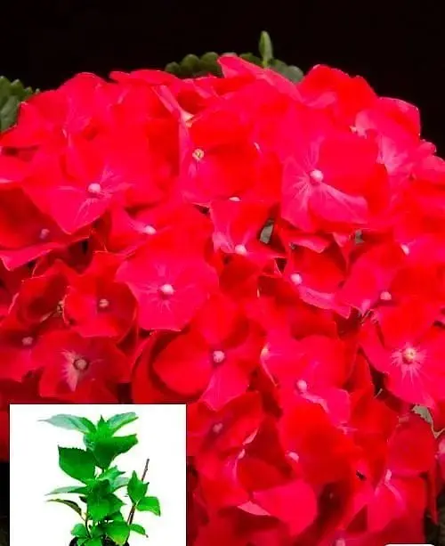 Гортензия Agro-Market Forever & Ever Red крупнолистная 2-х летняя высота саженца 25-45 см 1 саженец в упаковке - фото 3
