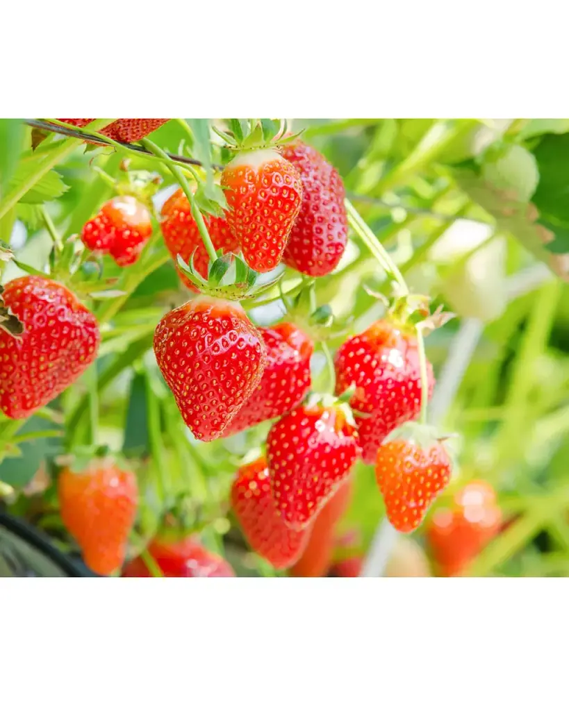 LULULUN Face Mask Tochigi Strawberry інтенсивно зволожуюча маска з полуницею, 7 шт - фото 3